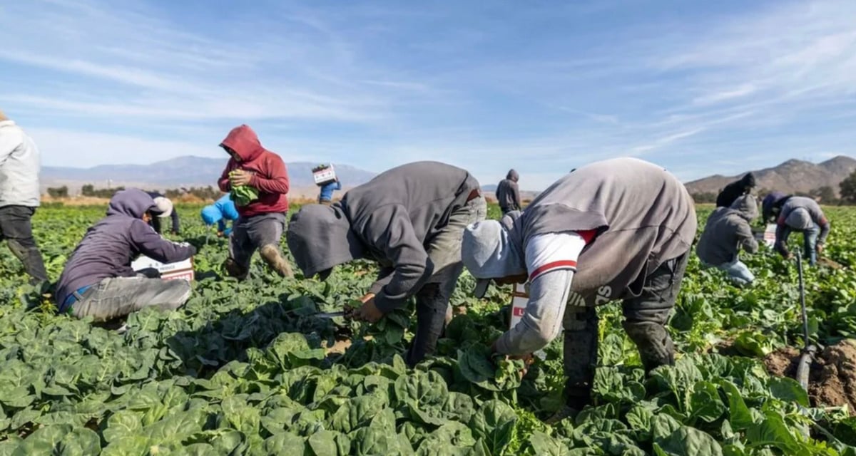 A group of people wearing hooded clothing harvest leafy green vegetables in a large field under a blue sky, with mountains in the background.