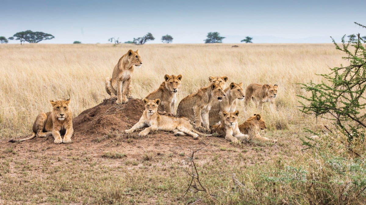 A group of eight lions, including cubs and adults, rest together on and around a dirt mound in a grassy savanna. Sparse trees dot the horizon under a cloudy sky.