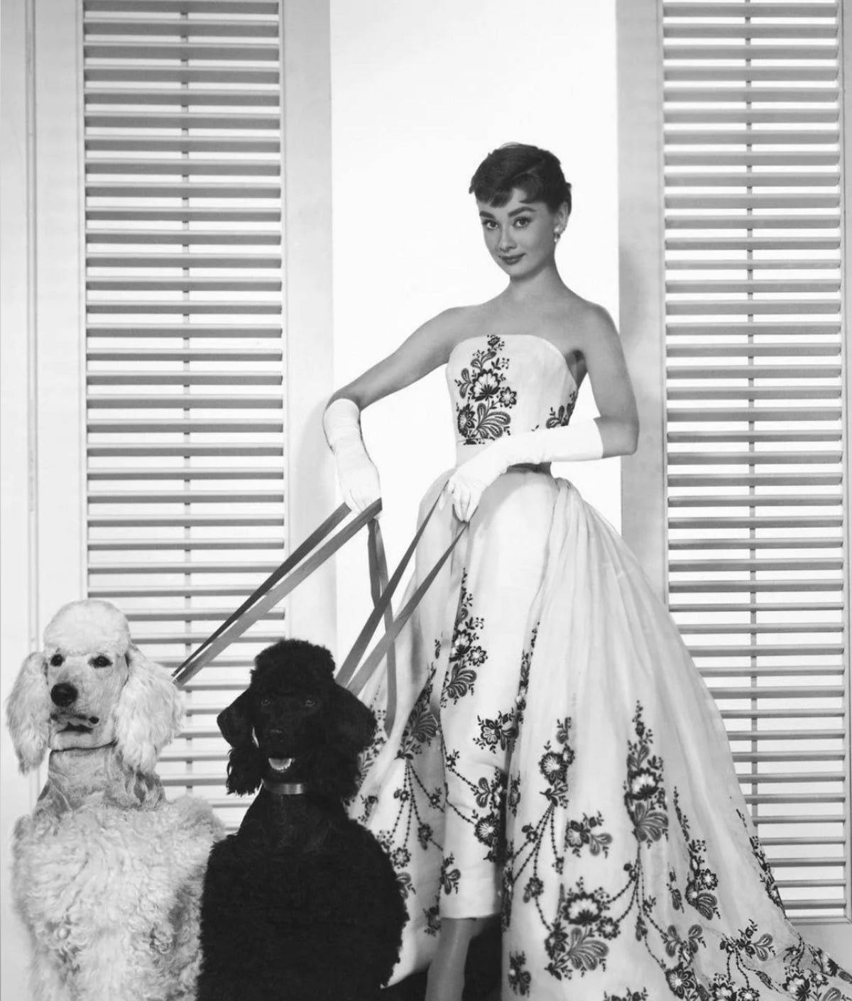 A woman in a strapless, embroidered ball gown and gloves stands indoors, holding leashes attached to a white poodle and a black poodle, with shuttered windows in the background.