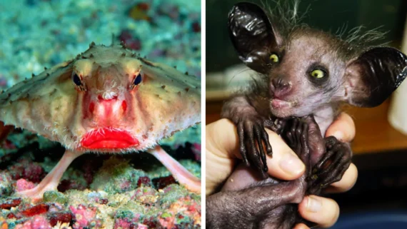 animals-no-budget-design