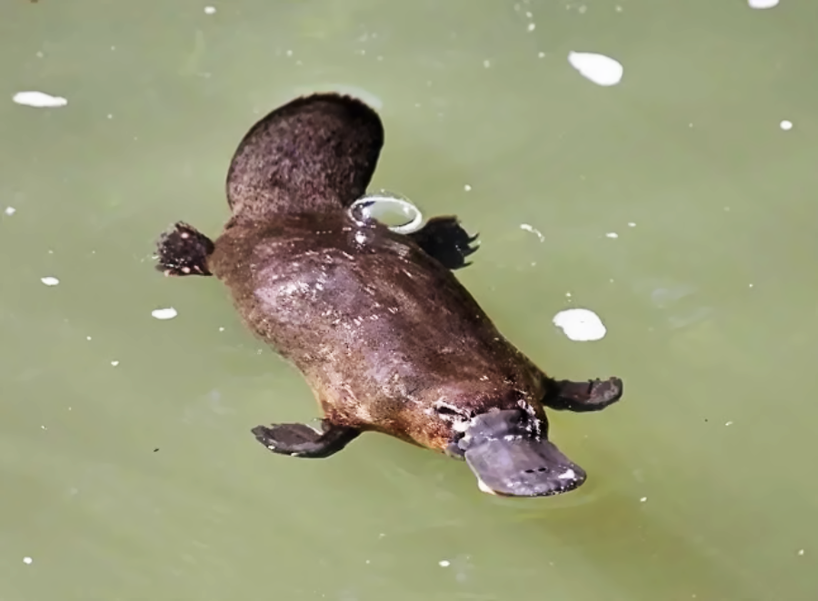 A platypus swimming in greenish water, with its flat bill, webbed feet, and wide tail visible above the surface.