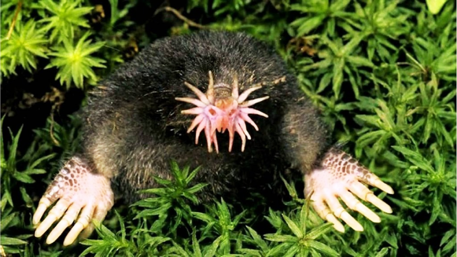 A star-nosed mole with pink, star-shaped tentacles on its nose and large, pale claws is emerging from green foliage.