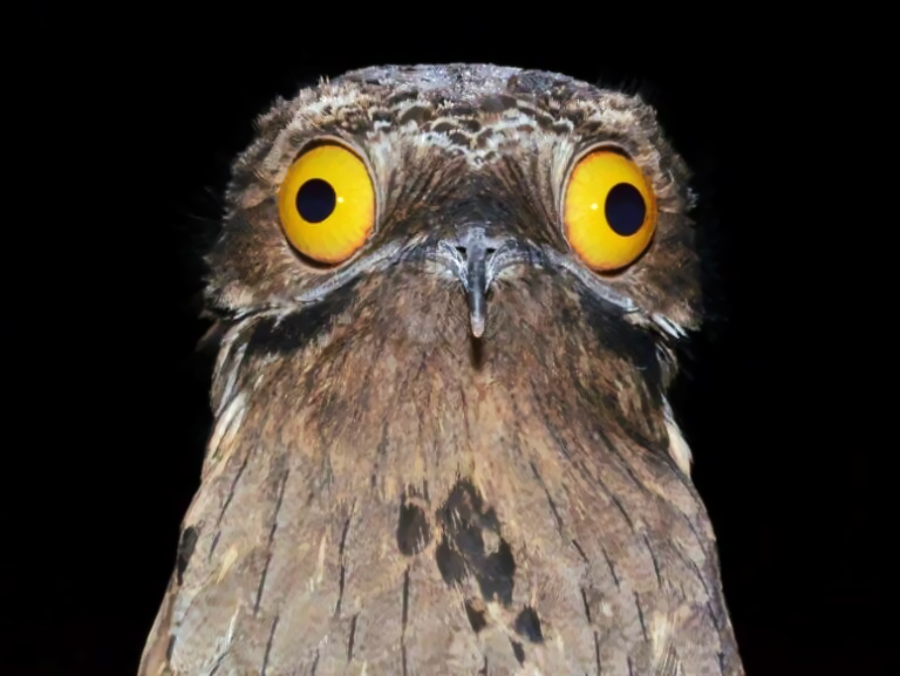 Close-up of a potoo bird with wide, bright yellow eyes staring directly at the camera, set against a black background. Its brown, mottled feathers blend into its beak and face.