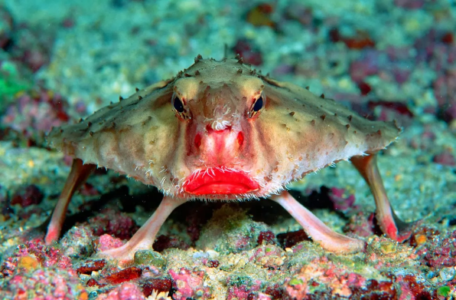 A brown batfish with a wide, flat body and bright red lips stands on the ocean floor, supported by its fins, surrounded by colorful pebbles and sand.