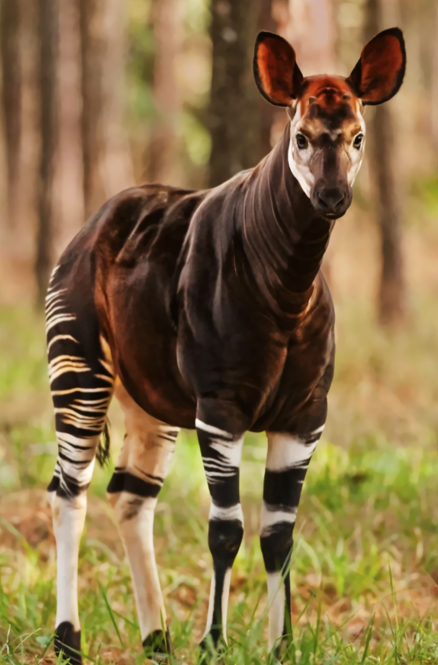 An okapi stands on grass in a forest, displaying its dark brown body, white striped legs, and large ears. Trees are blurred in the background.