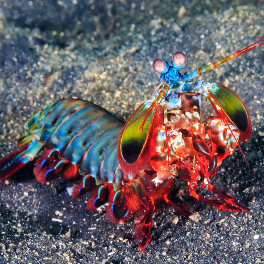 A colorful mantis shrimp with vibrant blue, green, and red markings sits on sandy ocean floor, displaying its distinctive large eyes and powerful claws.