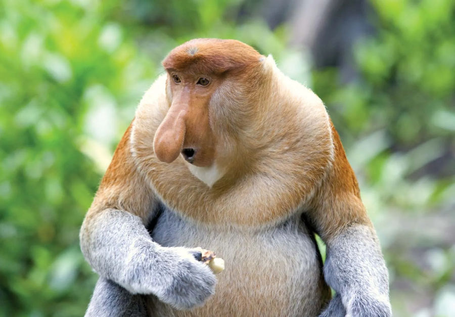 A proboscis monkey with a large nose and reddish-brown fur sits upright, holding a piece of food in its hand. The background is green and blurred, indicating a natural outdoor environment.