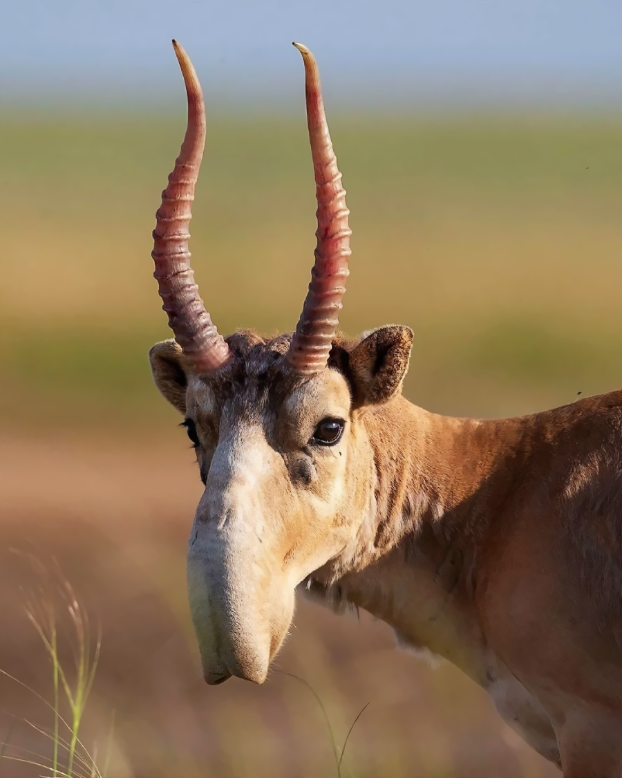 A saiga antelope with distinctive, curved horns and an enlarged, downward-facing nose stands in a grassy field with a blurred background.