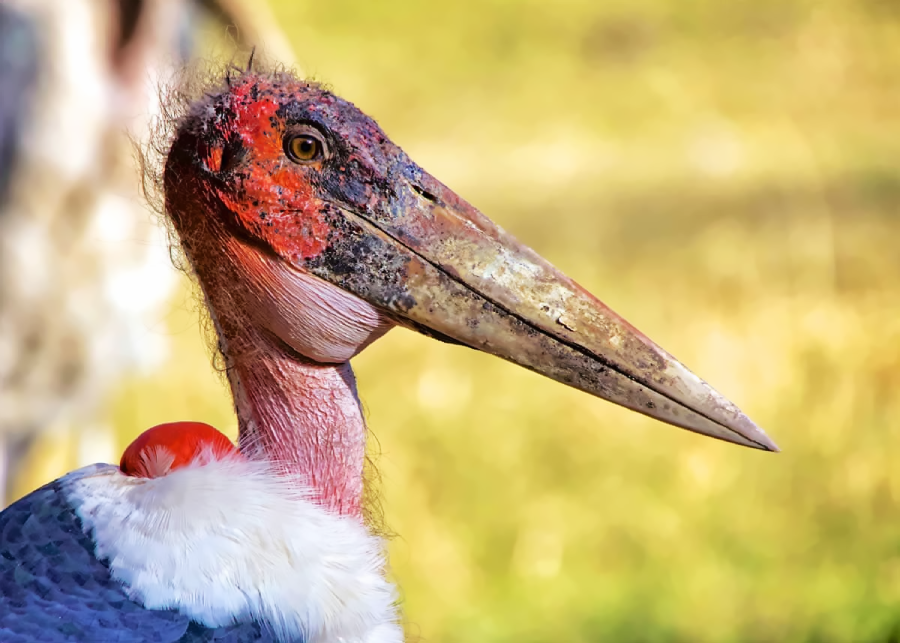 A close-up of a marabou stork with a large, pointed beak, red and bald head, sparse wispy feathers, and a tuft of downy white feathers on its shoulder, set against a blurred outdoor background.