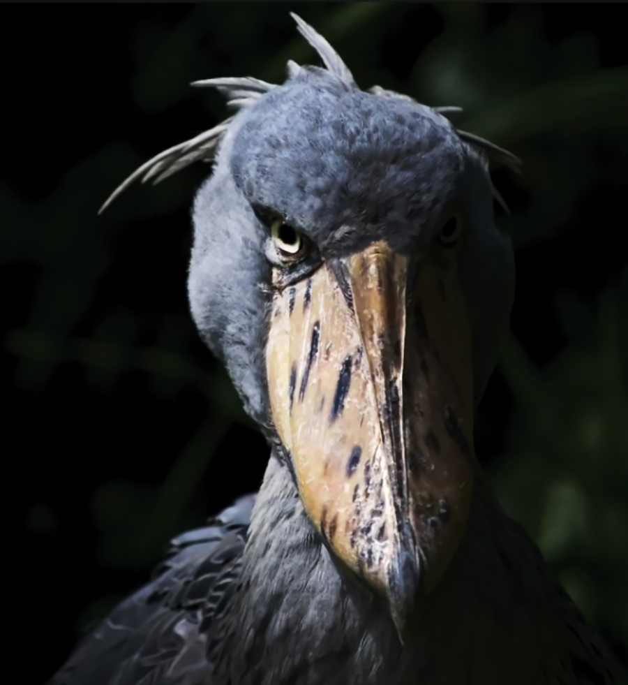 A close-up of a shoebill stork with a large, broad beak and intense eyes, set against a dark, blurred background.