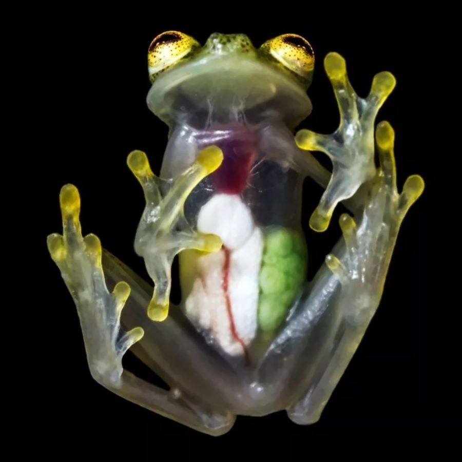 A glass frog with translucent skin showing its internal organs, including the heart and digestive system, against a black background. Its yellow-green limbs and large eyes are clearly visible.
