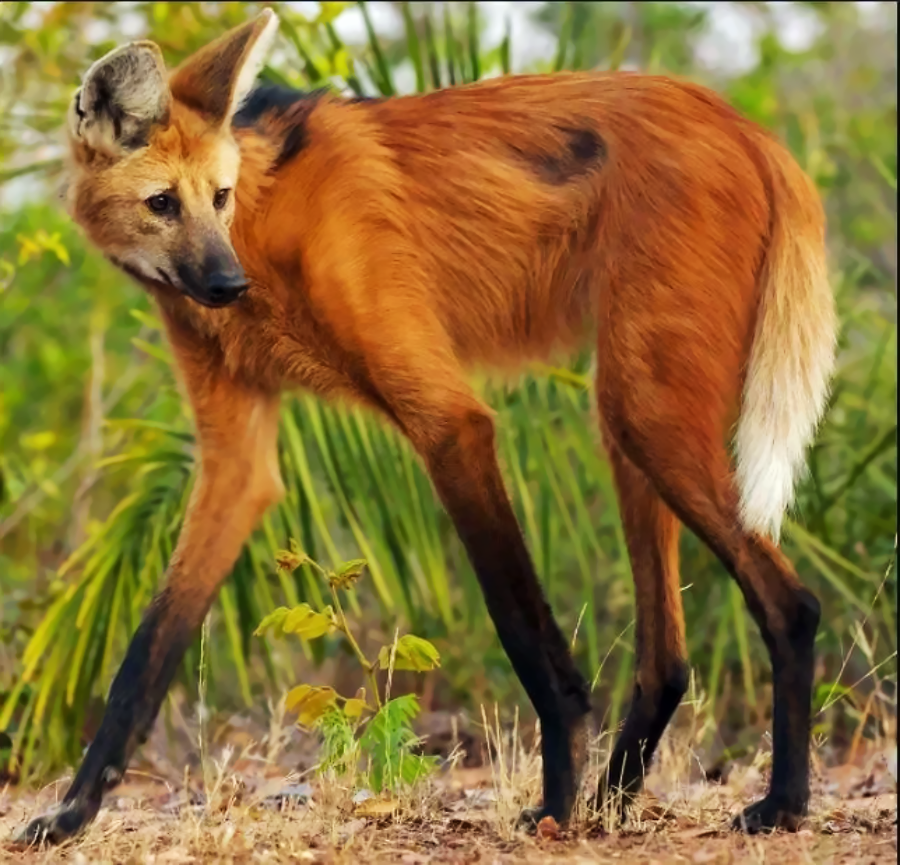 A maned wolf with reddish fur, black legs, large ears, and a white-tipped tail stands on grassy ground with green foliage in the background.