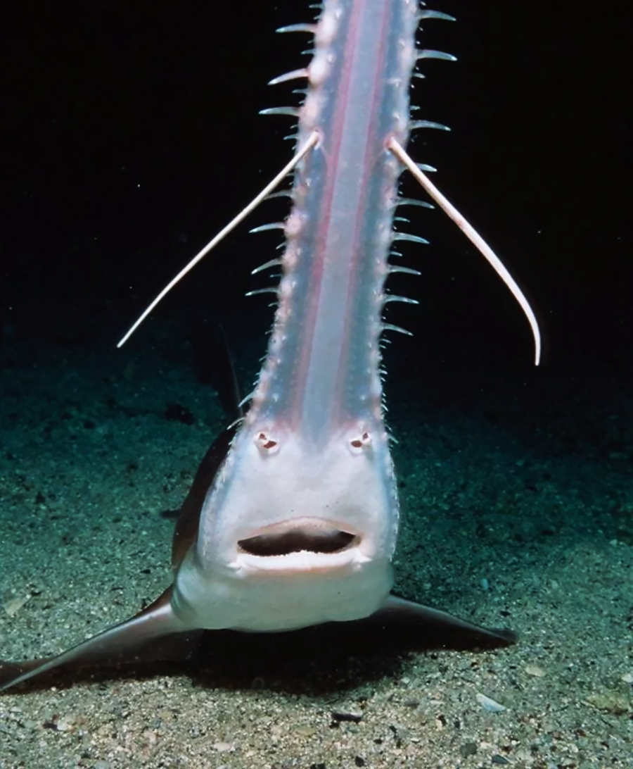 A sawfish swims near the sandy ocean floor, viewed from the front and slightly below, with its mouth and underside of its long, spiked snout clearly visible.