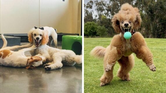 Split image: On the left, three dogs play indoors, two lying down and one standing with mouth open. On the right, a fluffy dog runs outdoors on grass, excitedly holding a blue ball in its mouth.