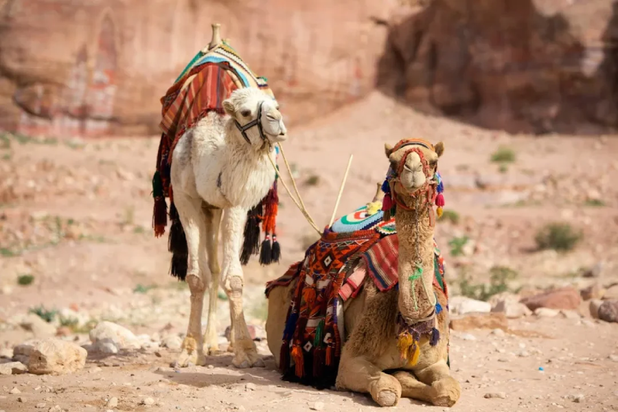 Two camels with colorful, patterned saddles are in a desert landscape. One camel is sitting on the ground while the other stands behind it. Rocky terrain and cliffs are visible in the background.