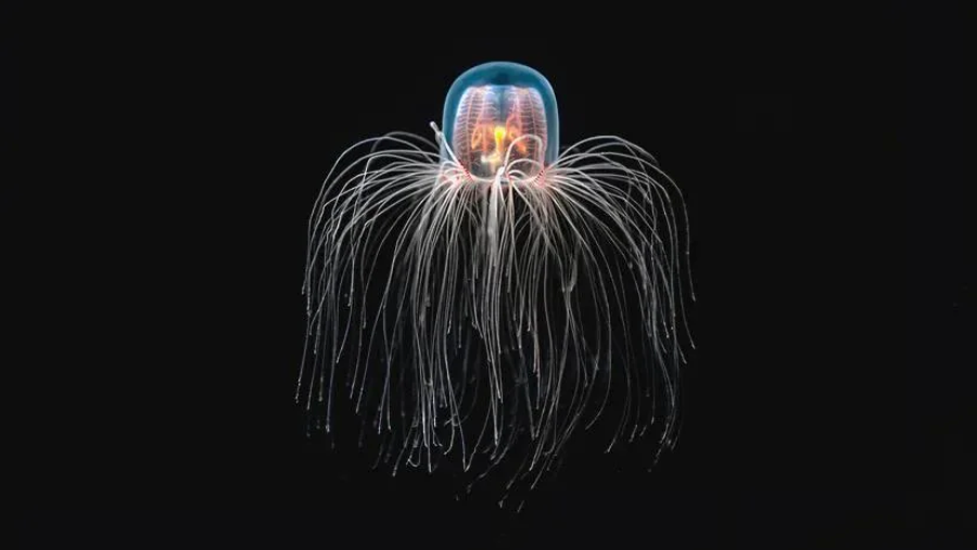 A translucent jellyfish with long, thin tentacles drifts against a black background, its bell gently glowing with shades of blue and pink.