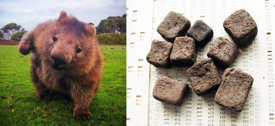 A wombat standing on grass with its paw raised is shown on the left, while cube-shaped pieces of wombat feces are arranged on a sheet of paper on the right.