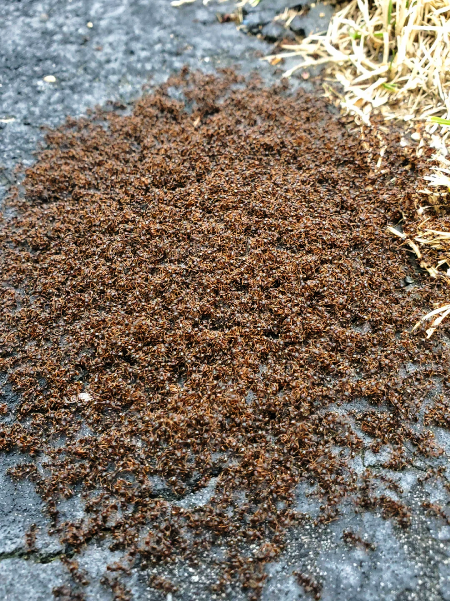 A large swarm of brown ants clustered together on a rough, gray surface near some dry grass.