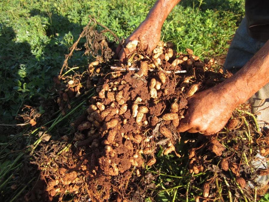 A person’s hands hold a large cluster of freshly harvested peanuts still covered in soil and attached to roots, with green plants in the background.
