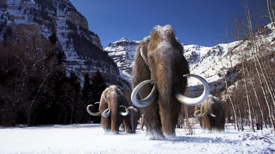 Three woolly mammoths with long, curved tusks walk through a snowy, mountainous landscape surrounded by bare trees and towering, snow-covered cliffs under a clear blue sky.