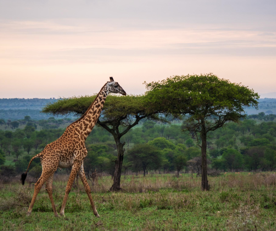 A giraffe walks across grassy plains with scattered acacia trees under a cloudy sky, in a savanna landscape.
