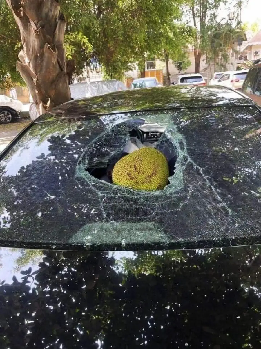 A large jackfruit has crashed through the shattered rear windshield of a parked black car, with the fruit stuck in the broken glass. Other cars and trees are visible in the background.