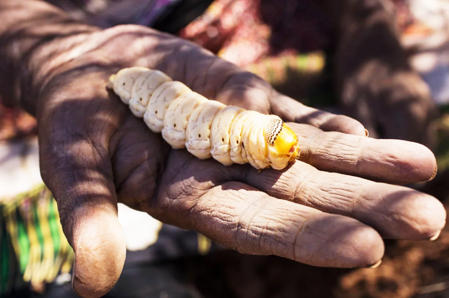 A close-up of a person’s outstretched hand holding a large, cream-colored grub with a yellow-brown head. The hand appears weathered and textured by age or work.