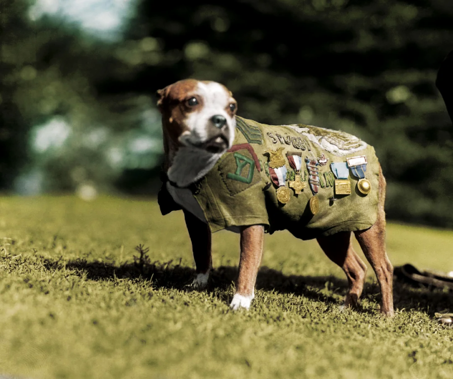 A brown and white dog stands on grass wearing a decorated military-style vest with patches and medals. The background is blurred greenery.
