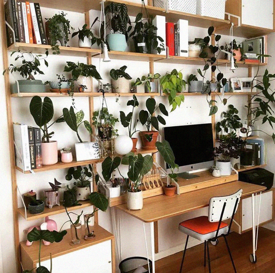 A wooden desk workspace with a computer, surrounded by shelves filled with green potted plants, books, and decor. A chair with a red seat is placed at the desk, creating a cozy, plant-filled home office.