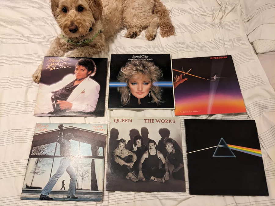 A fluffy light brown dog lies on a bed behind six classic vinyl records, including albums by Michael Jackson, Bonnie Tyler, Supertramp, Billy Joel, Queen, and Pink Floyd.