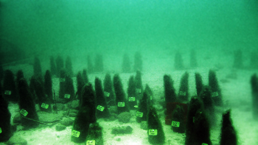 Underwater view of rows of moss-covered, cone-shaped structures on the ocean floor, each marked with a small white tag containing numbers. The scene is green-tinted due to the water.