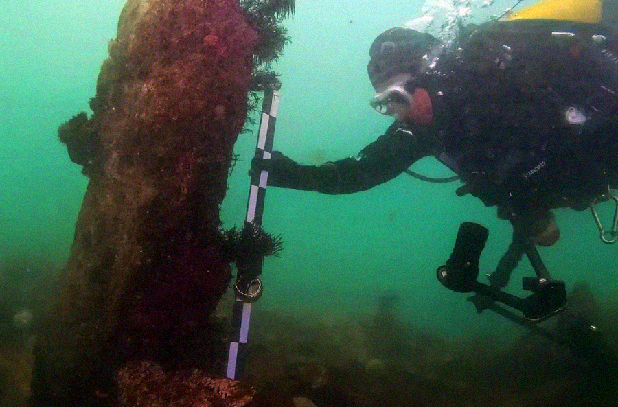 A scuba diver underwater examines a vertical, encrusted structure, holding a measurement scale next to it. The water appears green and visibility is moderate.