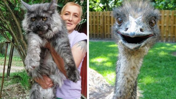 Left: A woman holding a large, fluffy grey Maine Coon cat outdoors. Right: A close-up of an emu with an open beak, standing on grass near a wooden fence.