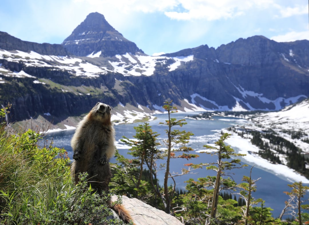 A marmot stands on a rocky slope with alpine trees in front of a snow-dotted mountain landscape and a lake below, under a partly cloudy sky.