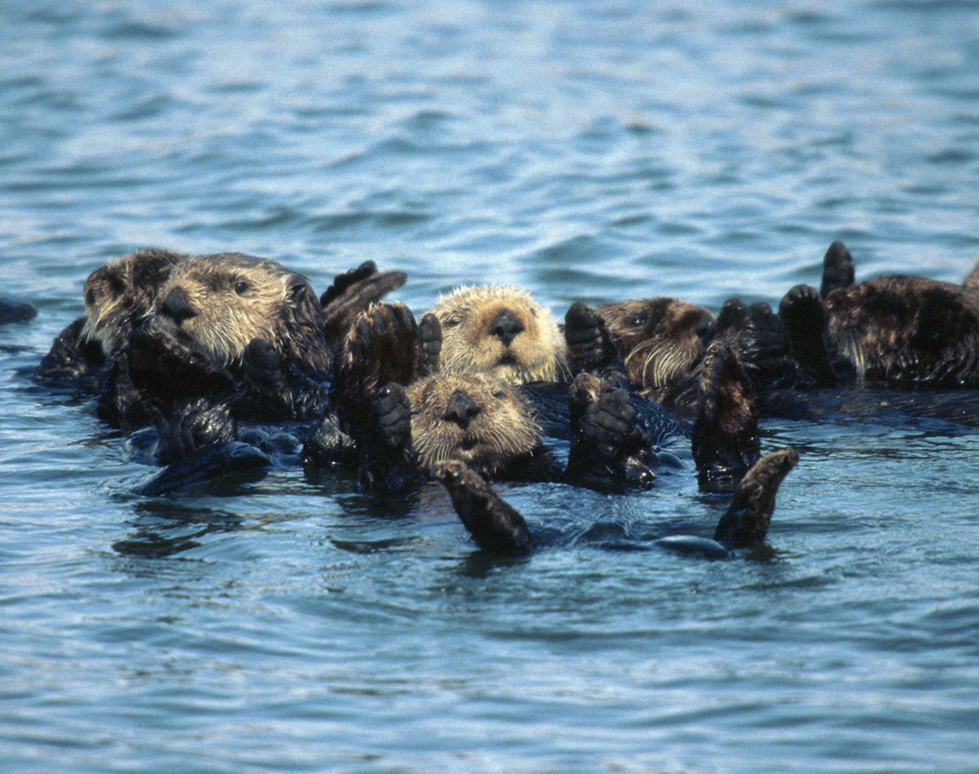 A group of sea otters float on their backs in calm blue water, with their heads and paws visible above the surface.
