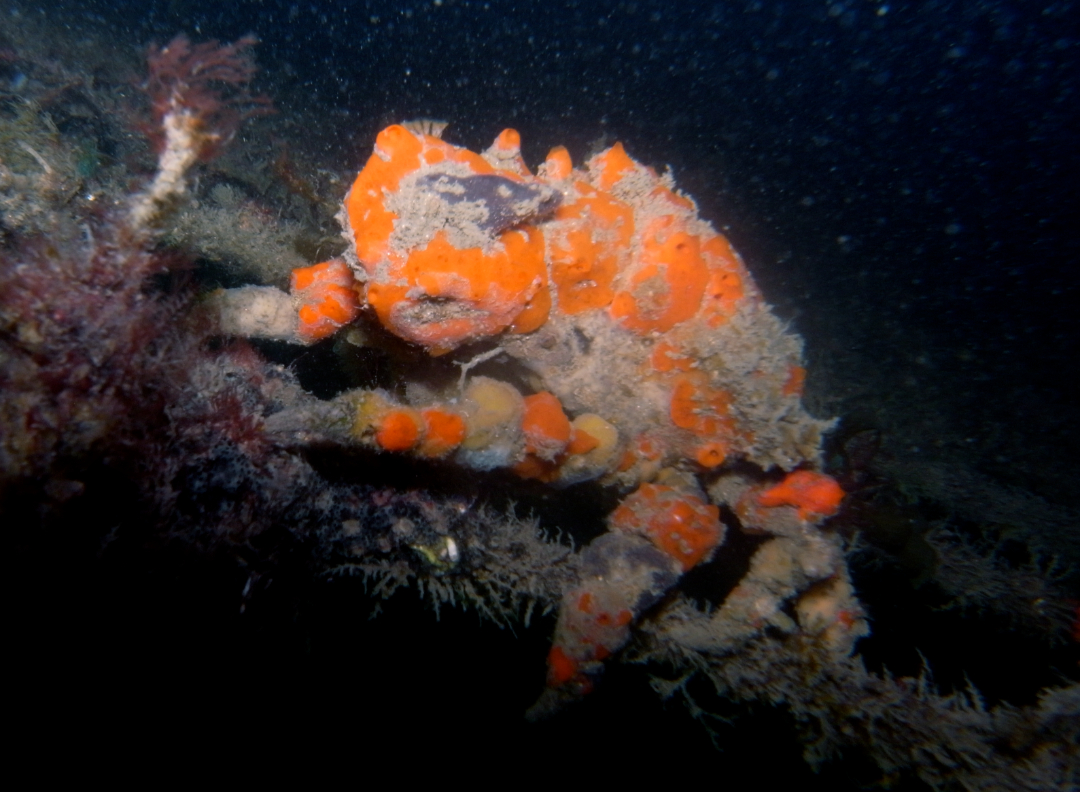 A brightly colored orange and brown hairy crab, partially covered in debris, clings to a branch-like structure underwater in a dark marine environment.