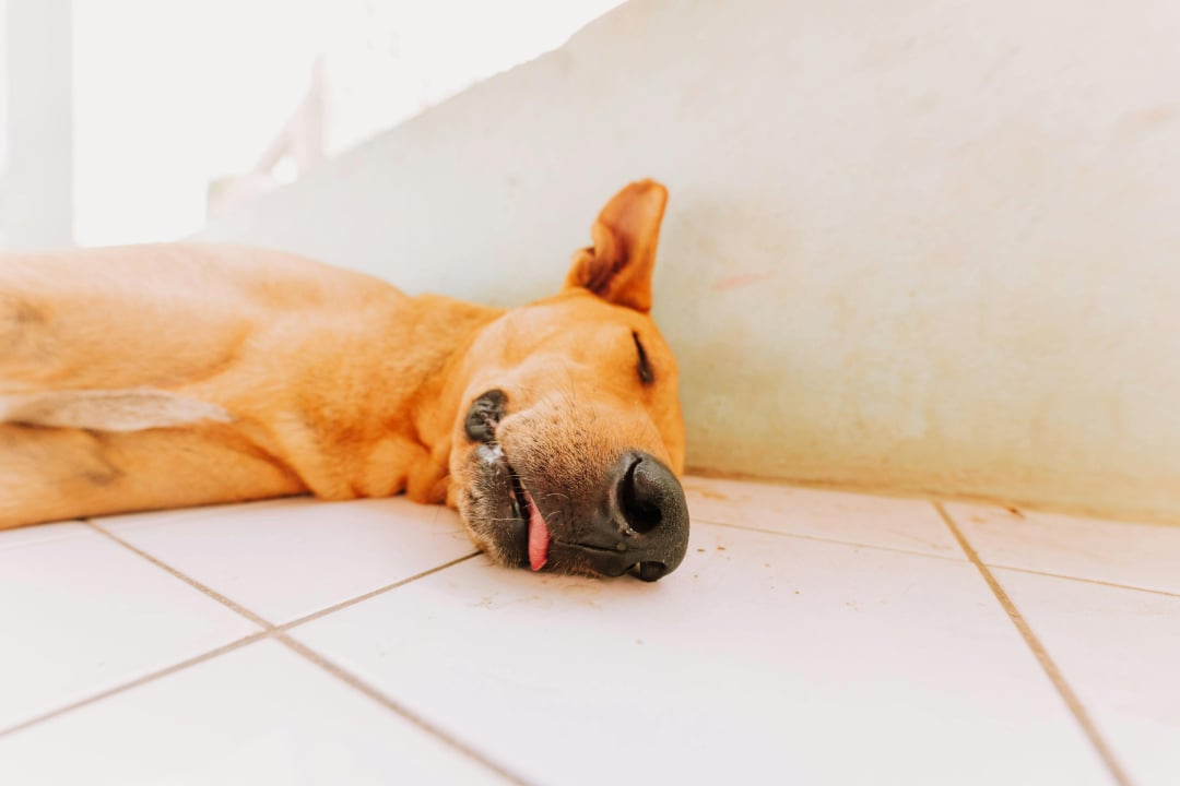 A brown dog is lying on its side on white tiled floor, sleeping with its tongue slightly sticking out and one ear flopped back. The background is a pale, slightly textured wall.