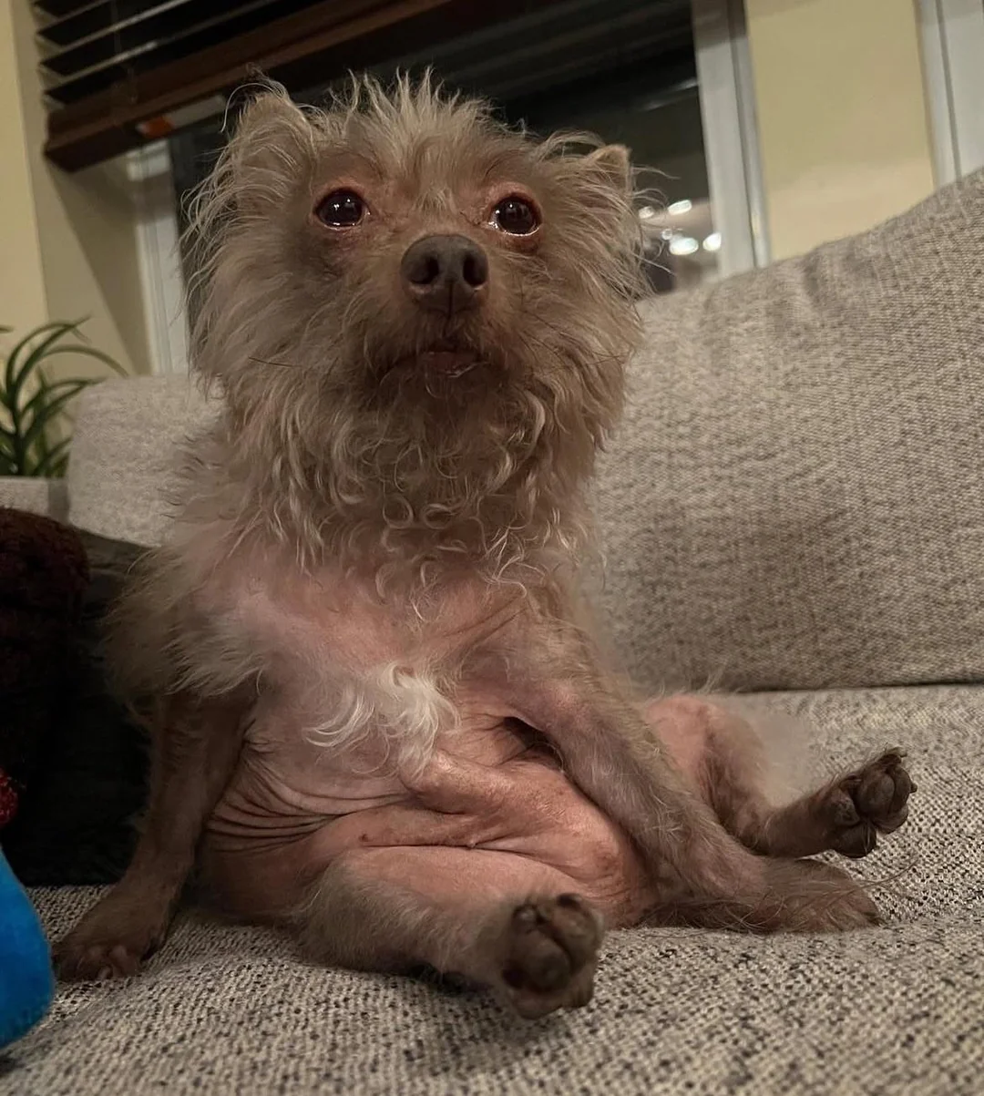 A small, scruffy dog with patchy fur and a bare belly sits upright on a beige couch, looking toward the camera with wide eyes. The background shows a window and houseplants.