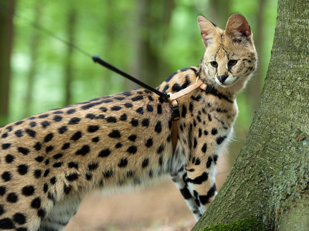 A serval cat with a spotted coat, wearing a harness and leash, stands near a tree in a green forest, looking over its shoulder.