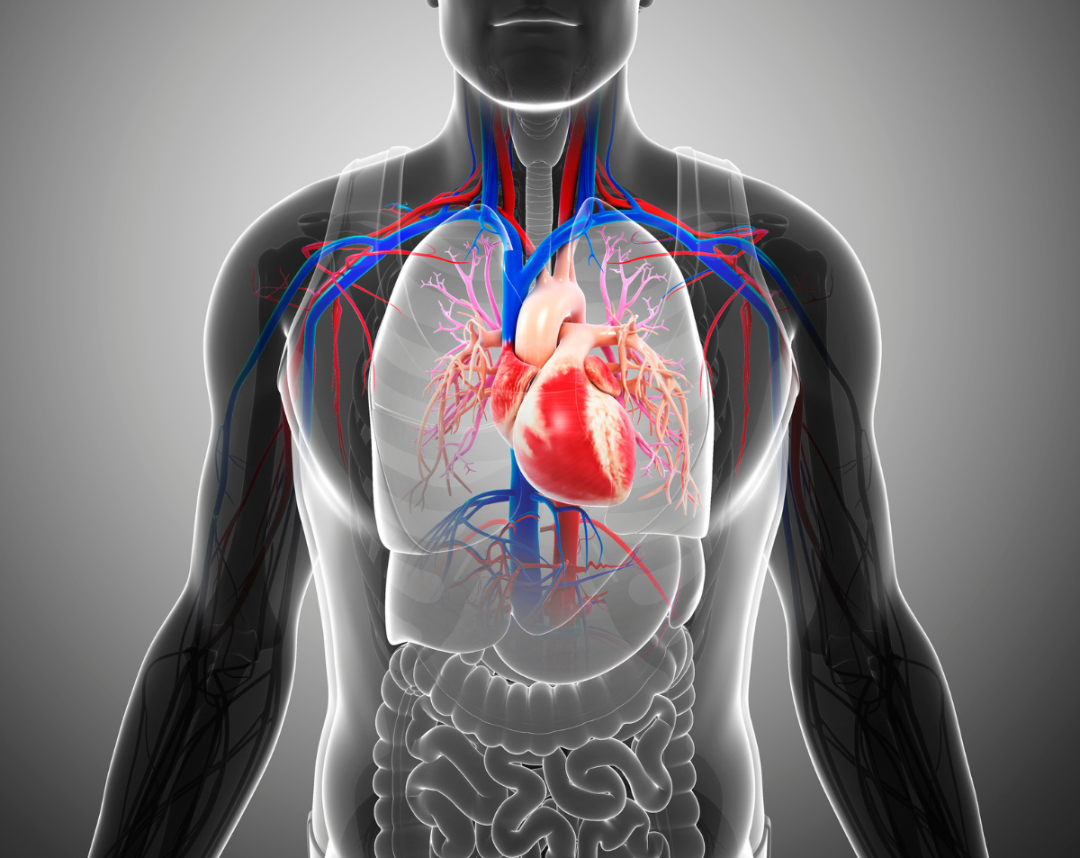 A medical illustration of a human torso showing the heart, arteries, and veins in red and blue, with internal organs and major blood vessels visible, highlighting the circulatory system.