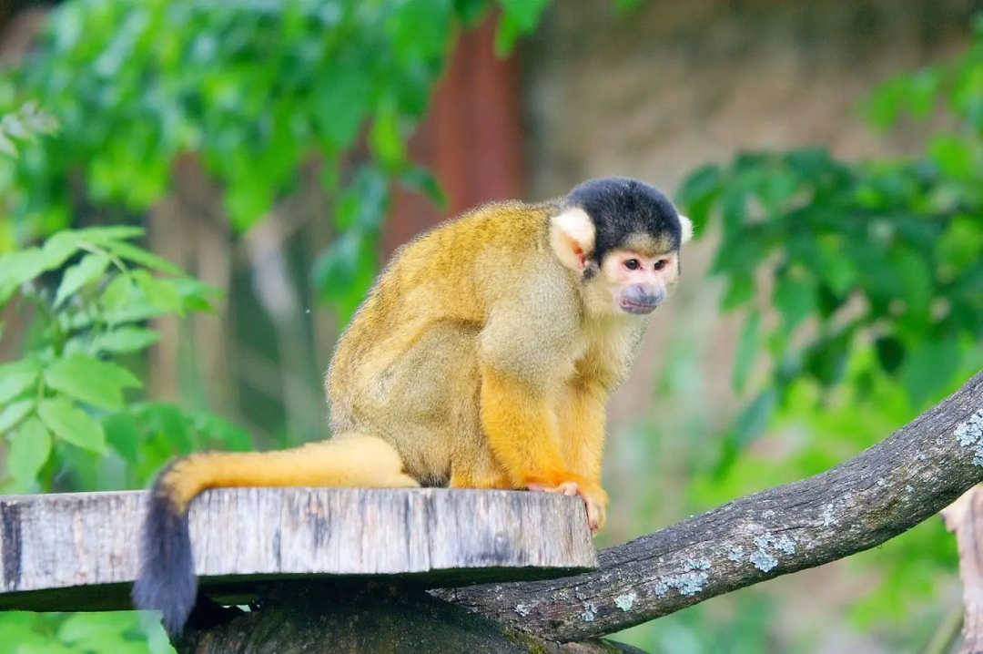 A squirrel monkey with golden fur and a black-and-white face sits on a wooden platform, surrounded by green foliage.