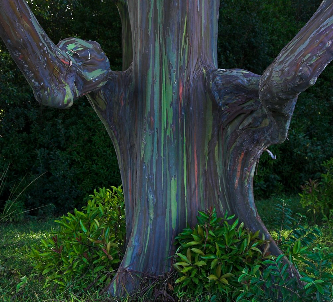 The trunk of a rainbow eucalyptus tree with streaks of green, purple, and orange bark, surrounded by green foliage and grass, against a dark leafy background.