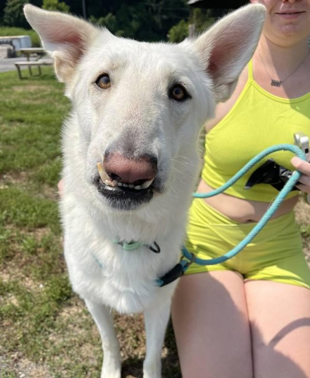 A white dog with large ears and an underbite sits outdoors on grass, looking at the camera. A person in a bright yellow outfit holds the dog's blue leash, but their face is mostly out of frame.