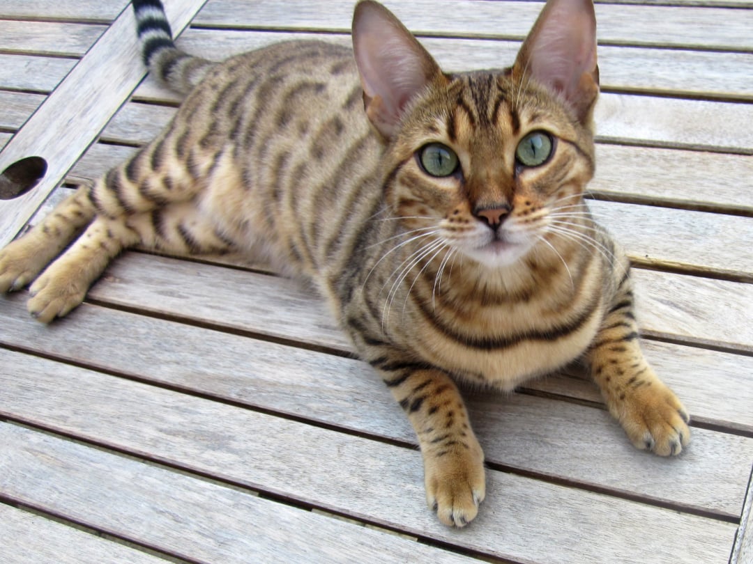 A spotted and striped Bengal cat with green eyes lies on a weathered wooden outdoor table, looking up at the camera.