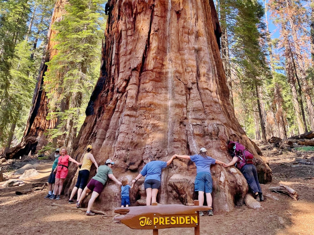 A group of people, including a small child, hold hands to encircle the massive trunk of a giant sequoia tree. A sign in front of the tree reads "The President." Tall trees and forest fill the background.