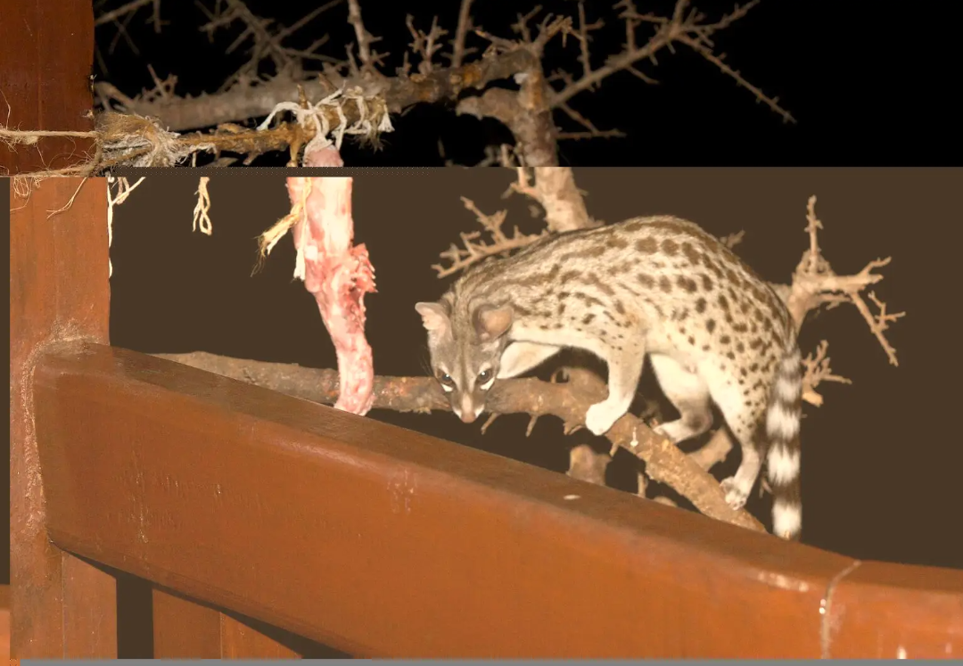 A small, spotted genet walks along a tree branch next to a wooden rail at night, approaching a piece of raw meat hanging from the branch.