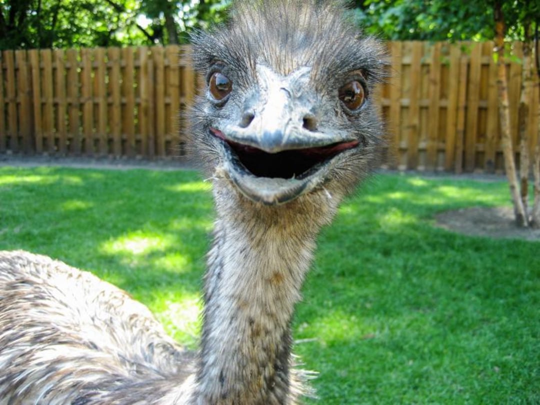 A close-up of an emu with its beak open, standing on green grass in a sunny yard with a wooden fence and trees in the background.