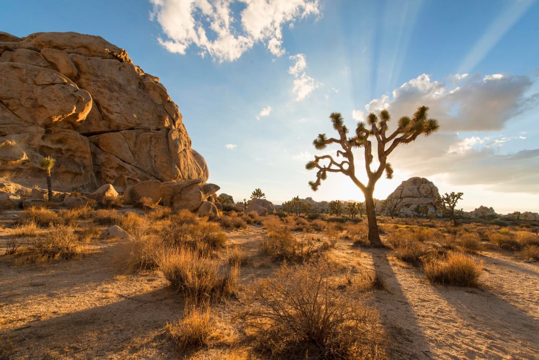 A Joshua tree casts a long shadow across a sunlit desert landscape with rocky formations and dry grasses, under a blue sky with scattered clouds and rays of sunlight.