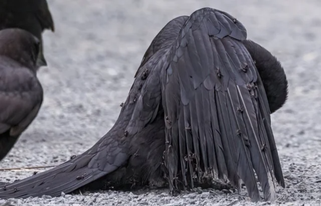 A black bird, possibly a raven or crow, crouches on gravel with its head bent down and wings spread, covered in many flies. Another dark bird stands partially visible on the left.