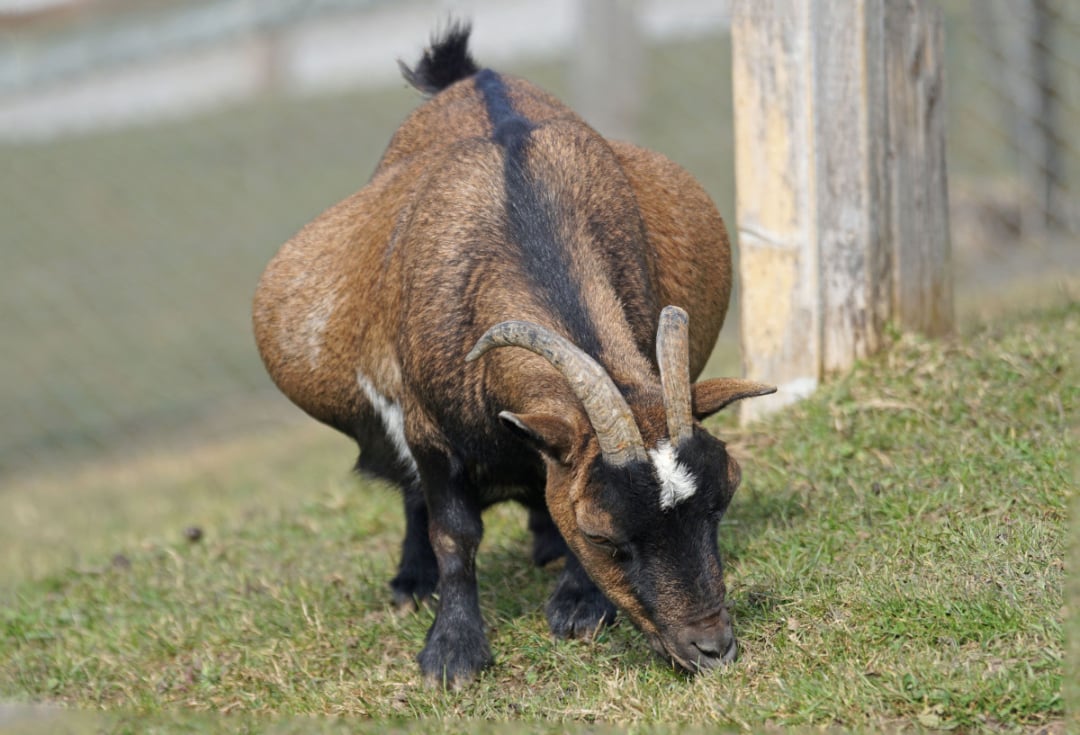 A brown goat with curved horns grazes on green grass next to a wooden post and a wire fence, with its head lowered and back arched.
